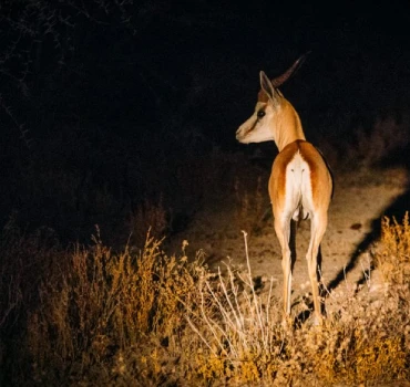 Bush At Night photo view