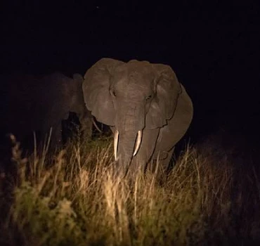 Bush At Night photo view