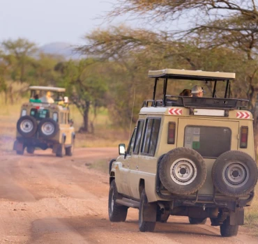 fly in out safari view