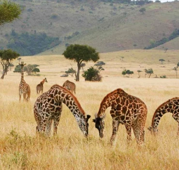 fly in out safari view