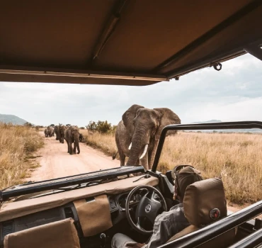 Game drives view