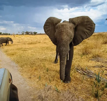 tanzania walking safari view