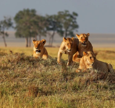 tanzania walking safari view