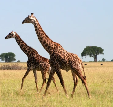 tanzania walking safari view