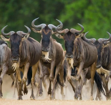 wildebeest migration view