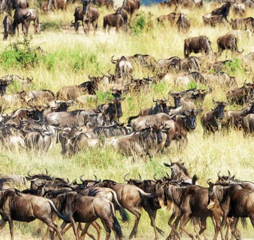 wildbeest migration view