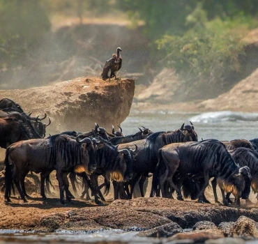 wildebeest migration view