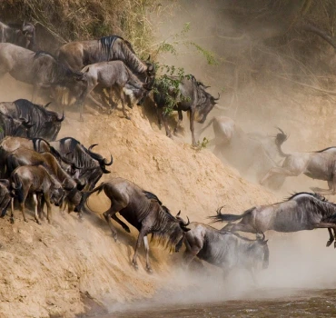 wildebeest migration view