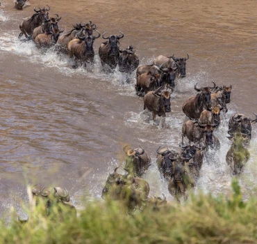 wildebeest migration view