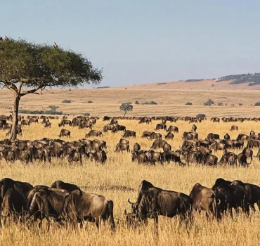 wildebeest migration view